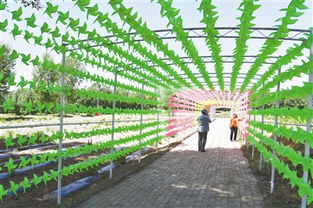 九龍?zhí)渡鷳B(tài)園 綠水青山間的振興之路，讓貧困戶成為旅游產(chǎn)業(yè)的最大受益者